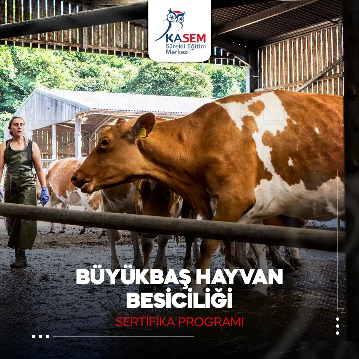 Büyükbaş Hayvan Besiciliği Sertifika Programı