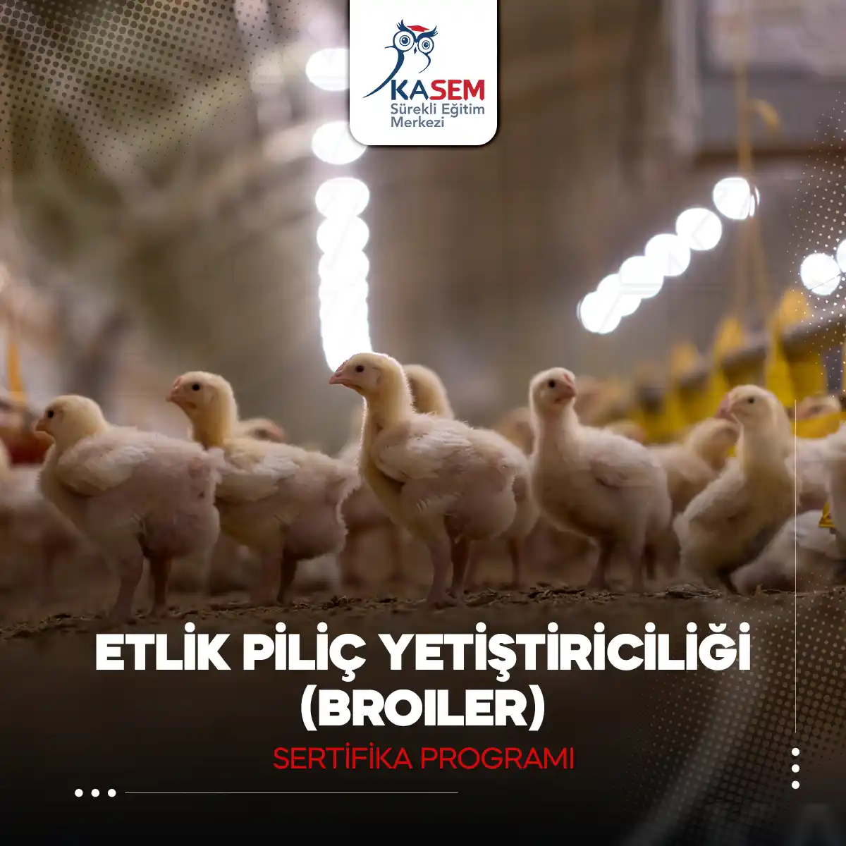 Etlik Piliç Yetiştiriciliği (Broiler) Sertifika Programı