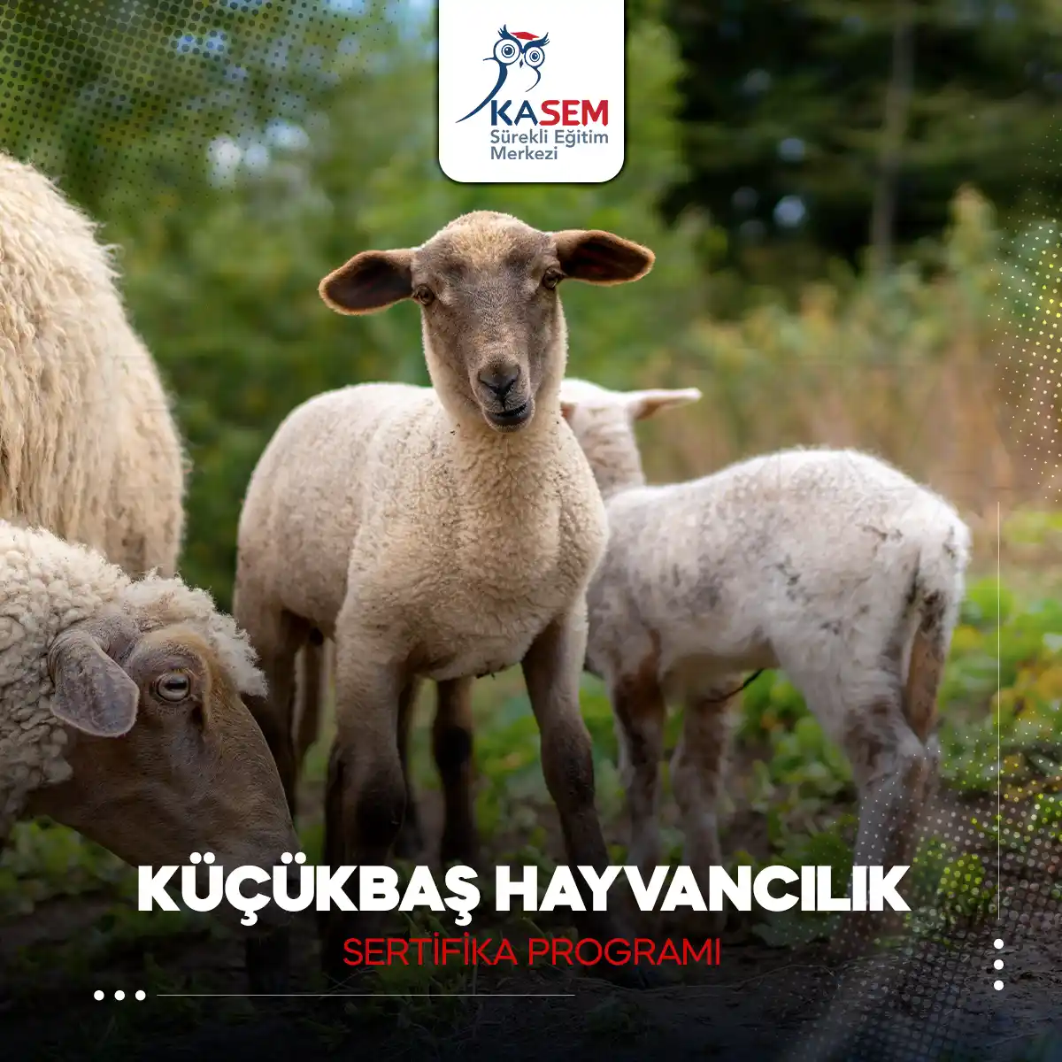 Küçükbaş Hayvancılık Sertifika Programı