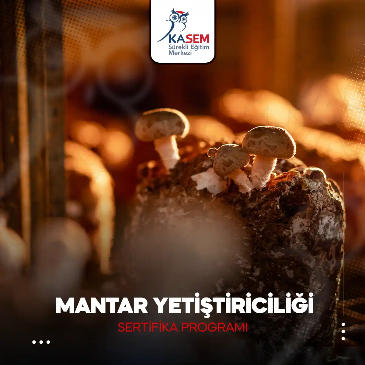 Mantar Yetiştiriciliği Sertifika Programı